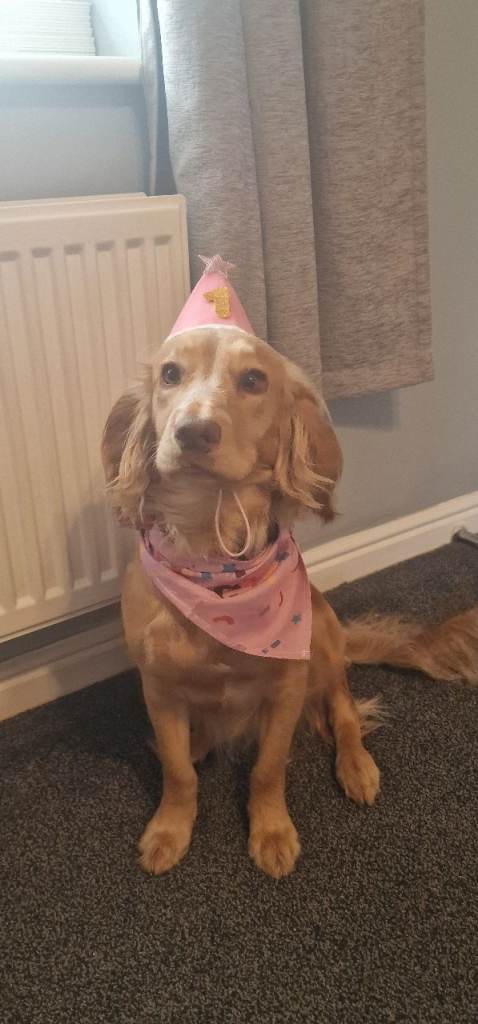 Female spaniel