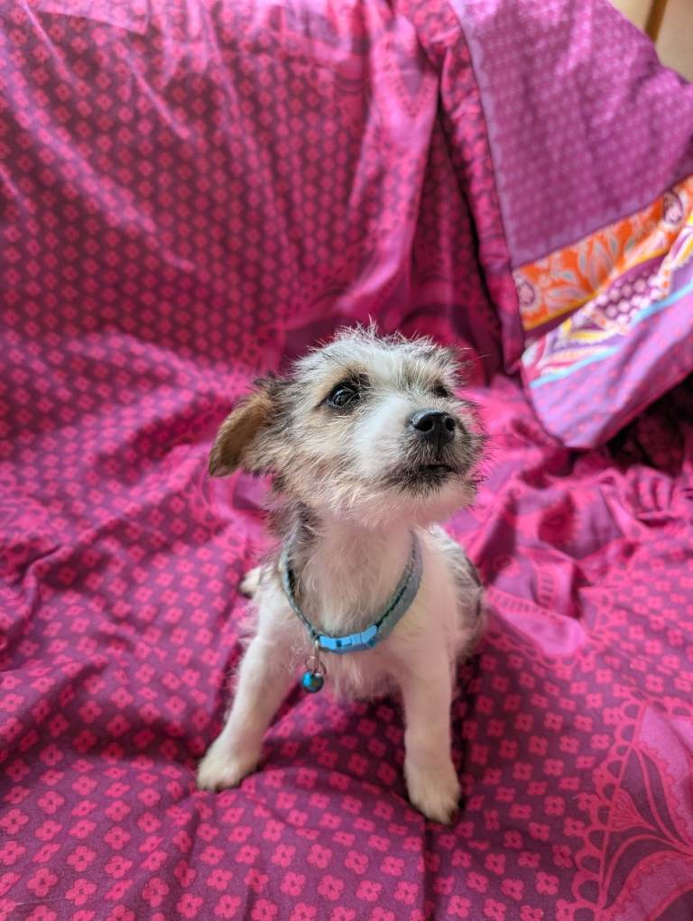 Jack Russell