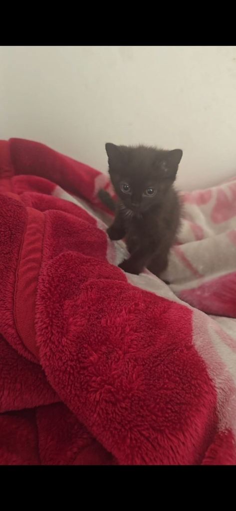 9 week kittens for sale Mixed Breed Black Colour