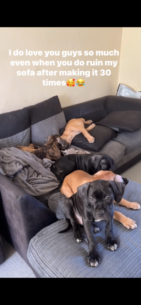 Mastiff pups 