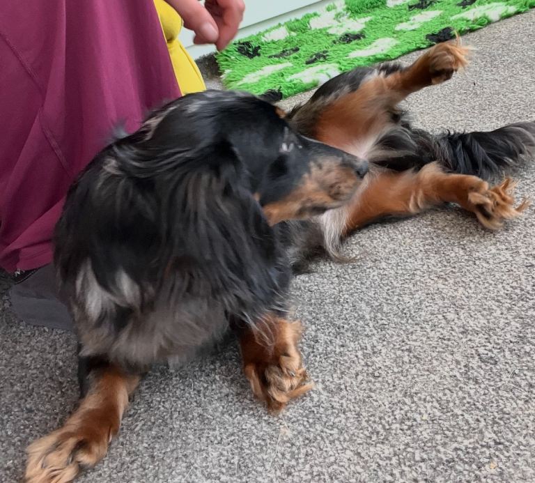 KC Dapple Miniature Dachshund boy