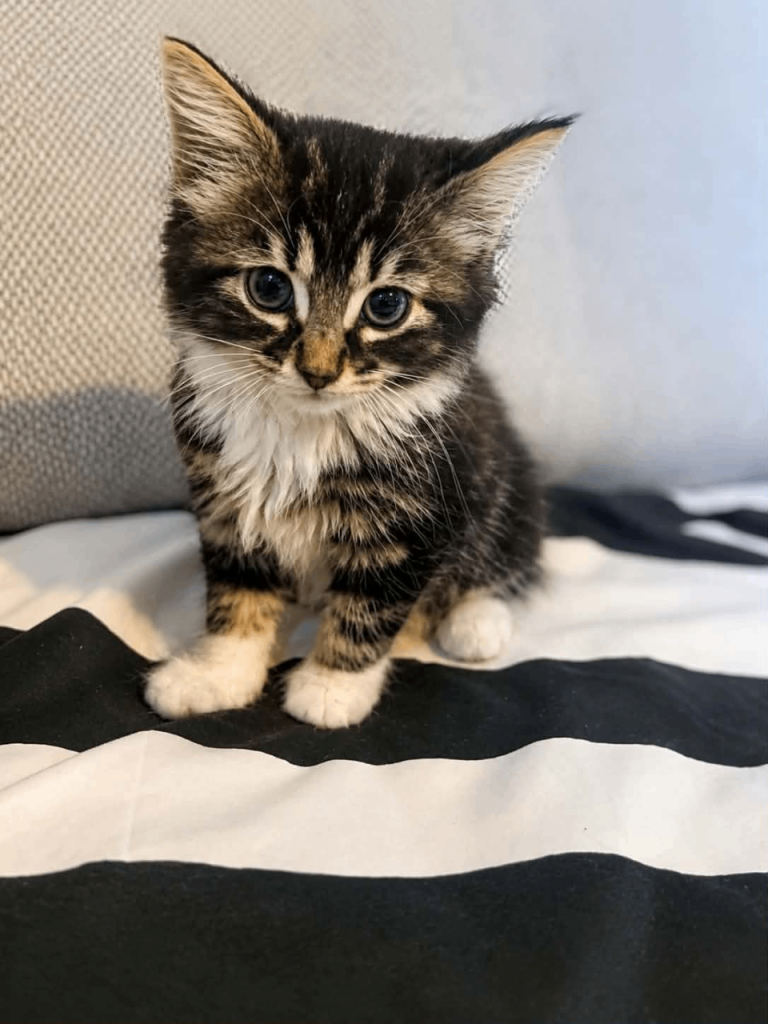 Kittens 