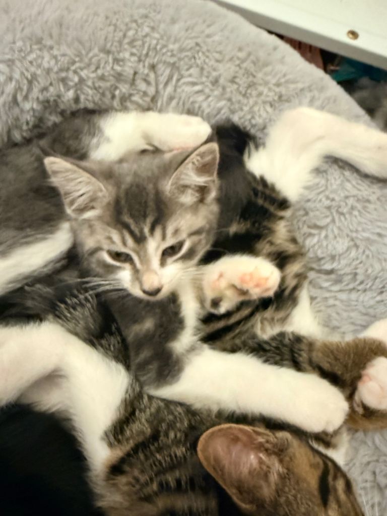 Kittens to rehome