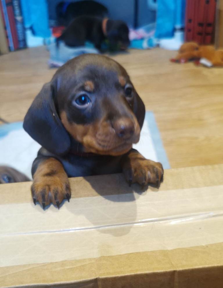 Miniature Dachshund 