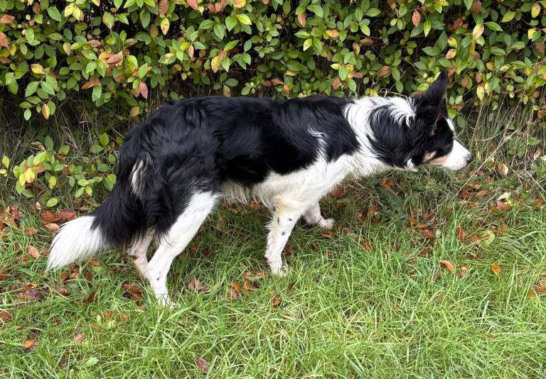 Border Collie (Registered)