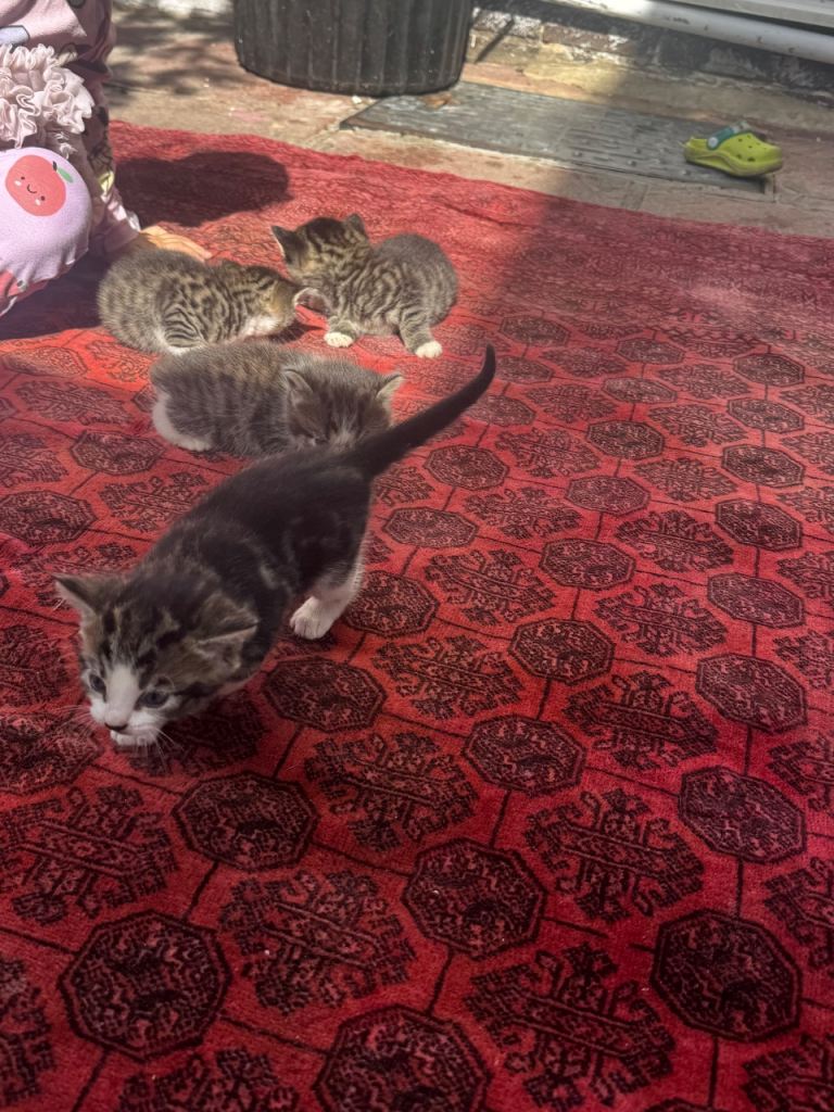 Shorthair kittens Thornton heath