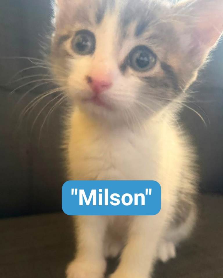kittens ready now 