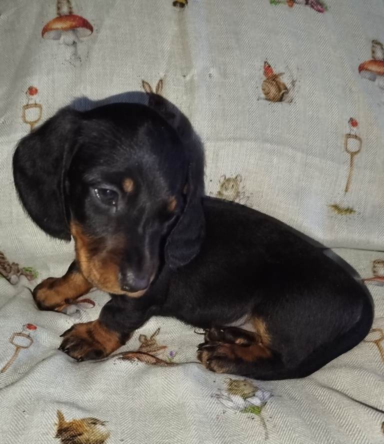 Miniature Daschunds Dog Puppies