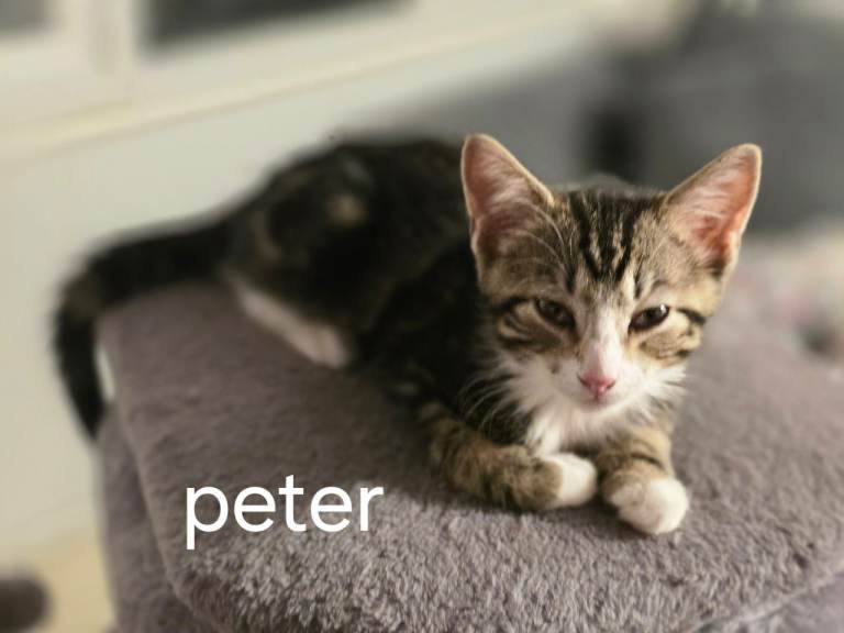 Adorable kittens for sale