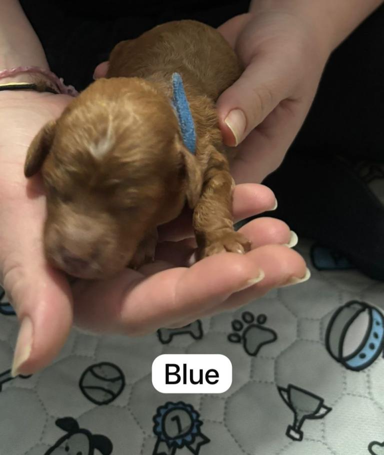 Toy cockerpoo puppies 