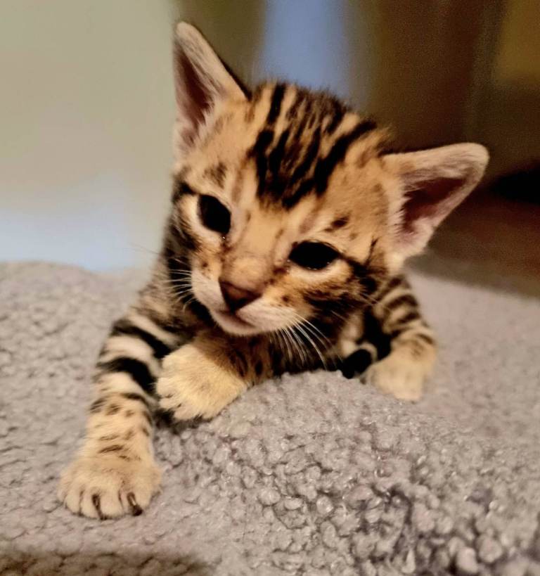 Stunning Litter of Bengal Kittens. Tica Registered