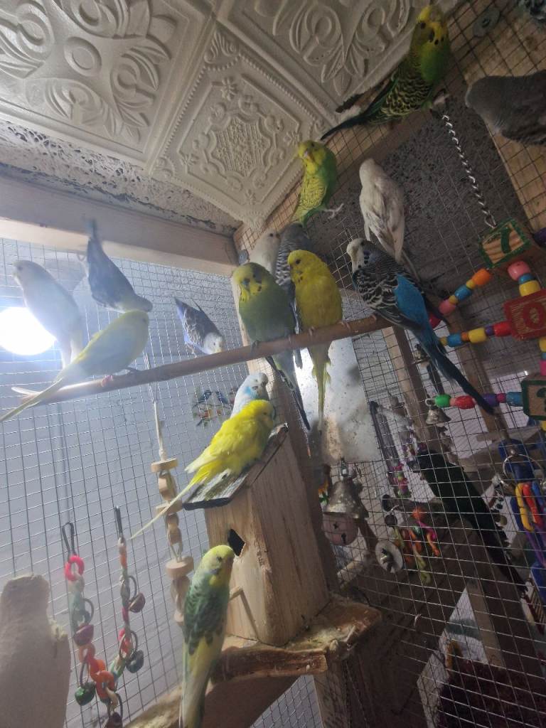 Budgies 