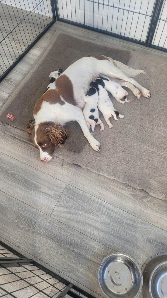 Springer spaniel puppies 