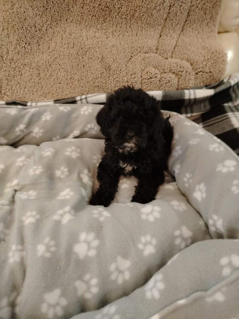 shih tzu x poodle puppy