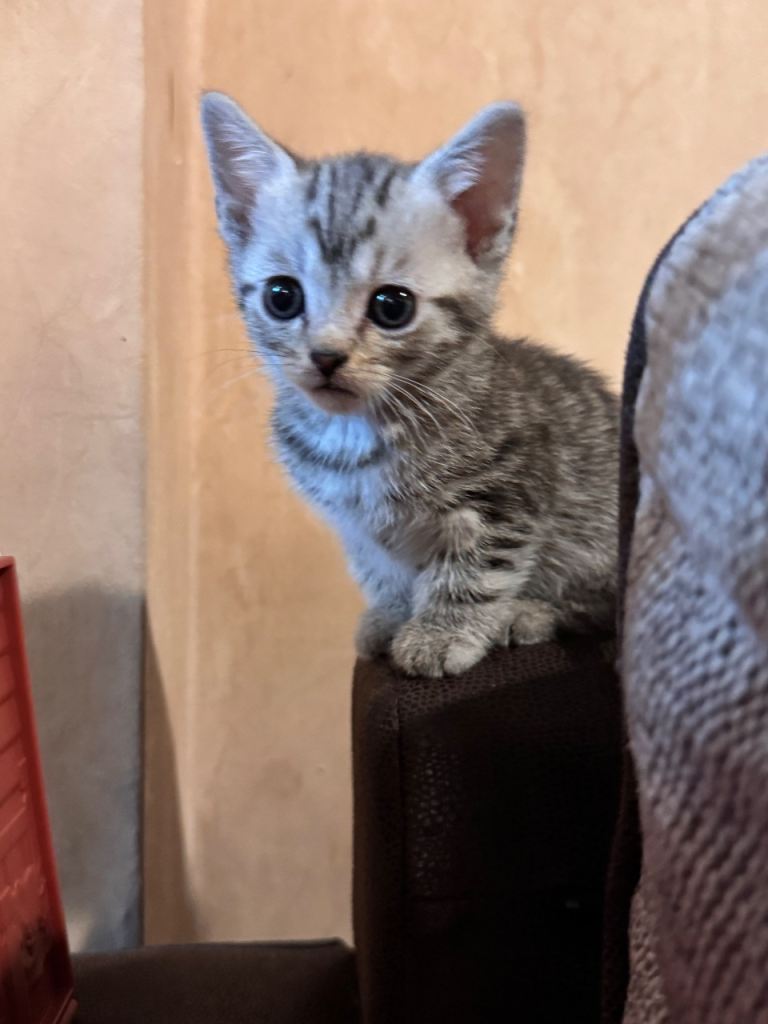 British shorthair tabby 