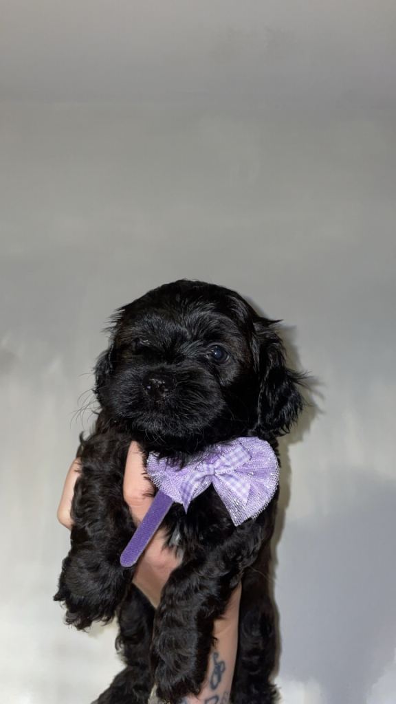 Lhasapoo Puppies 