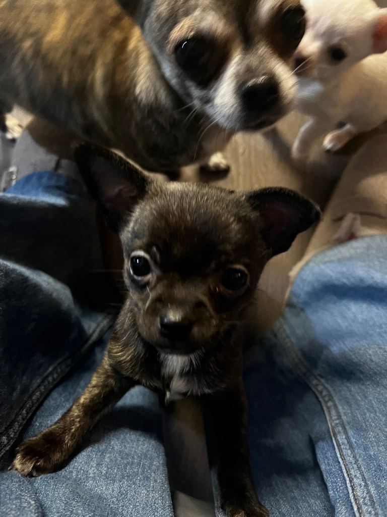 2 female chihuahuas 