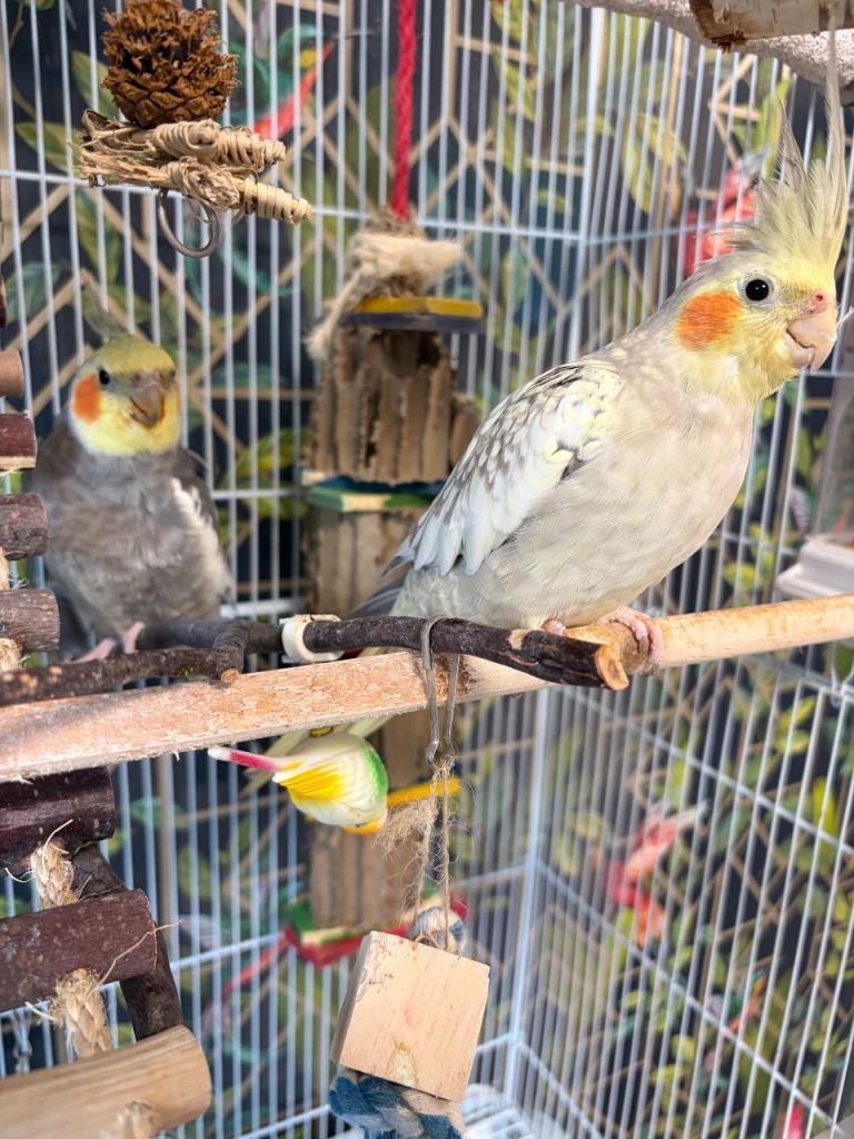 Two beautiful Cockatiels looking for a new home