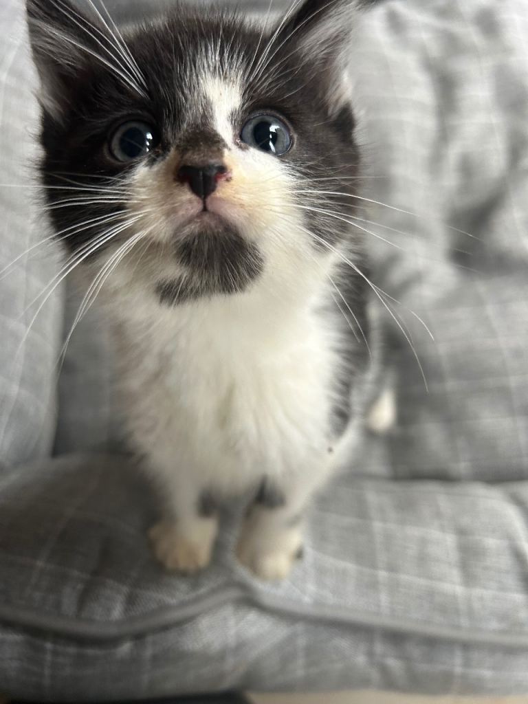 Gorgeous Fluffy Kittens
