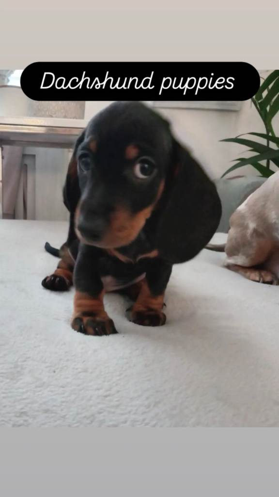 Dachshund puppies 