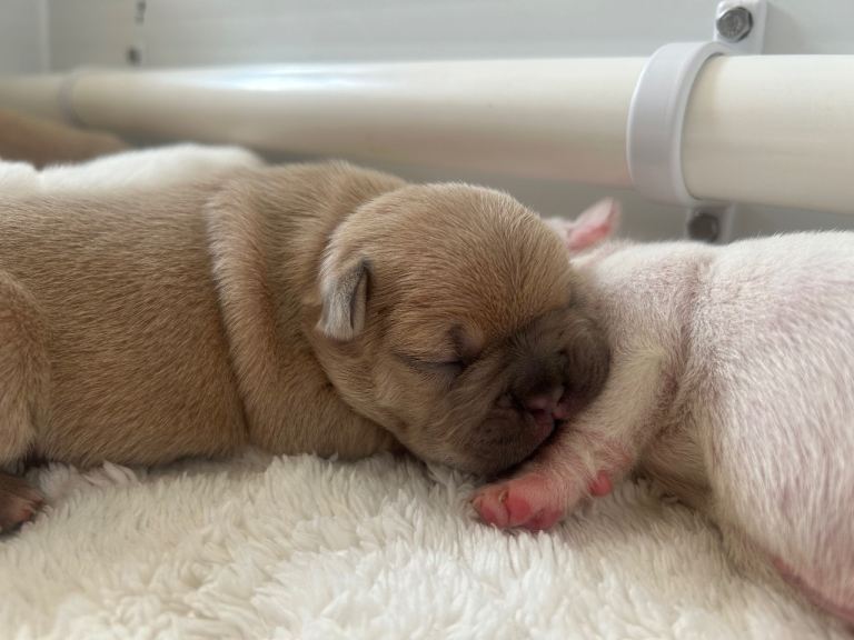 French bulldog puppies for sale ❤️❤️
