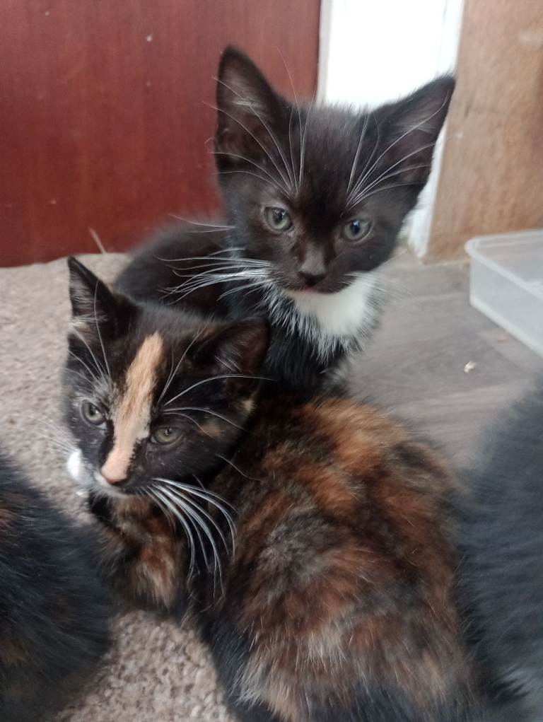 10 weeks kittens 