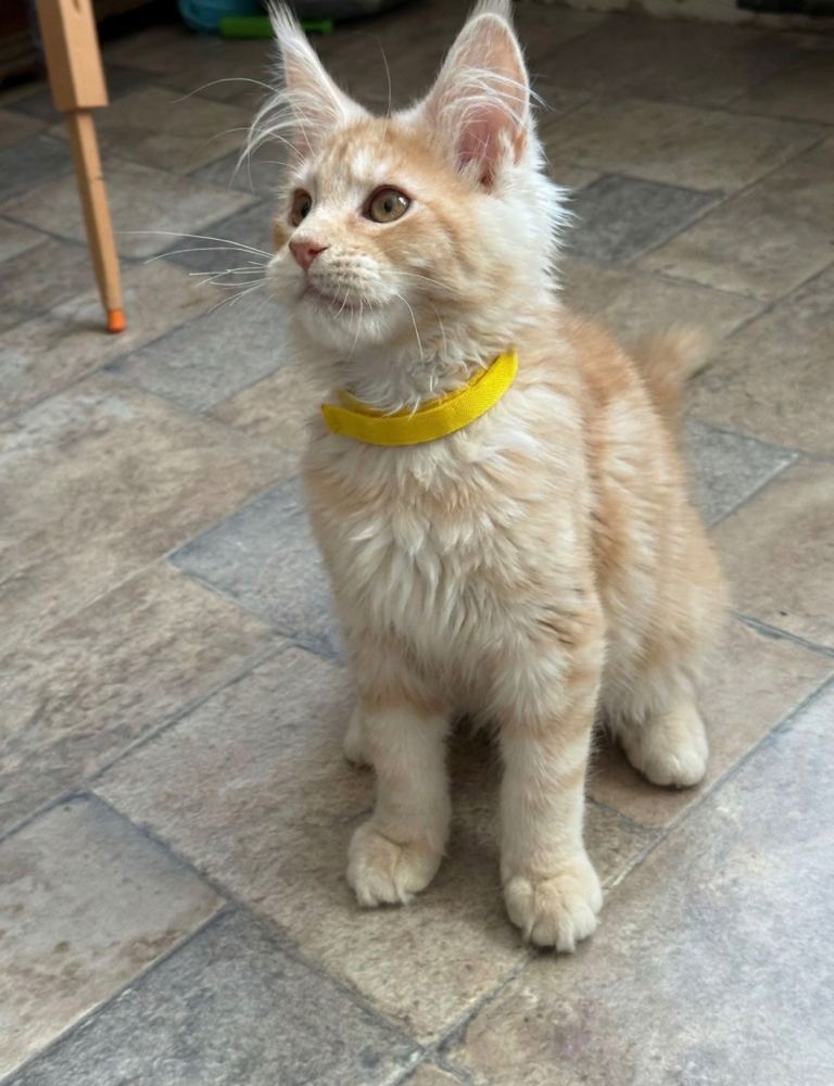 Tica Reg  Maine coon Kittens