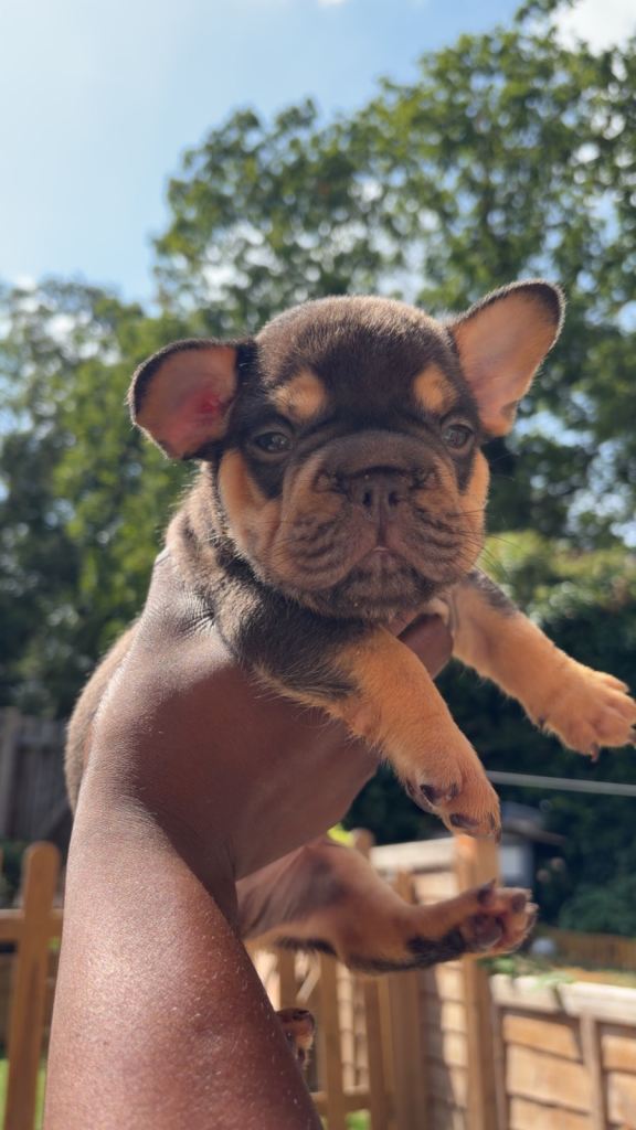 French bulldogs