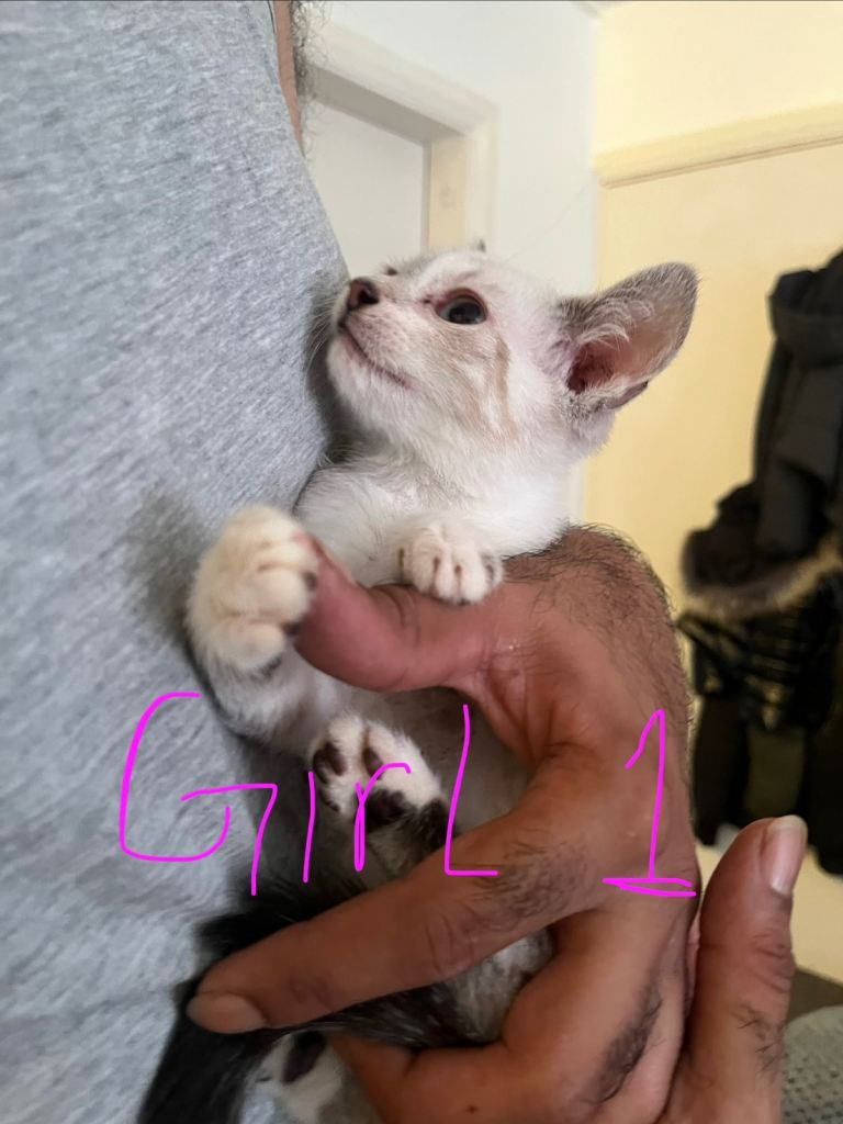 Siamese kittens for sale
