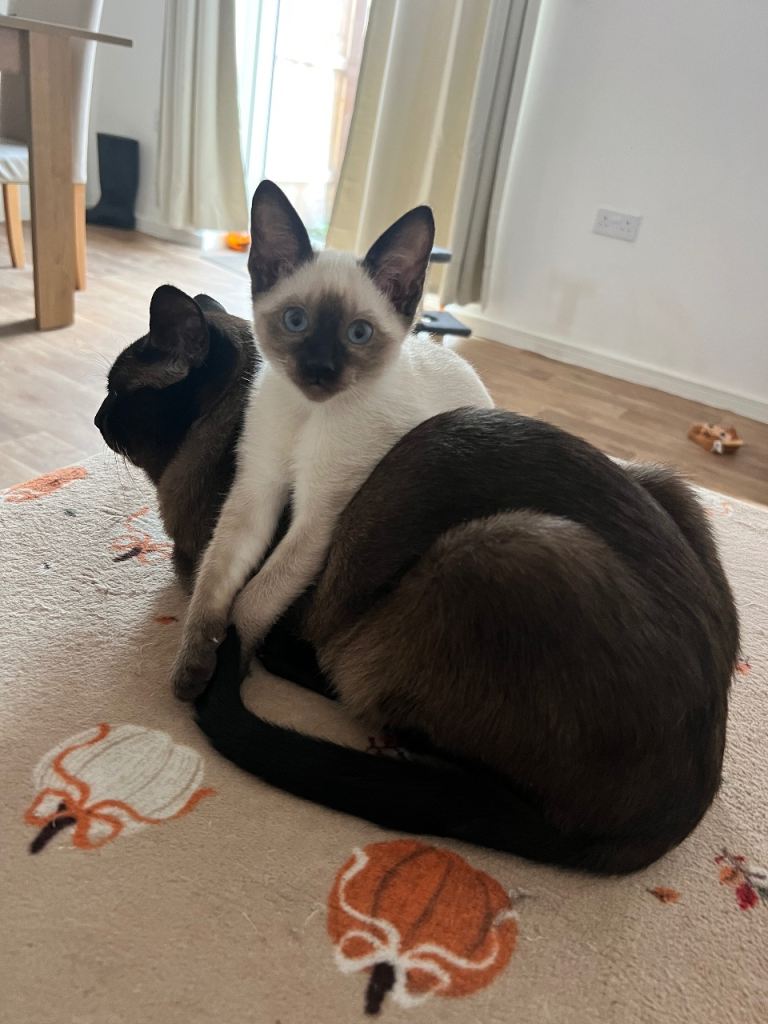 Adorable siamese kittens!!! 