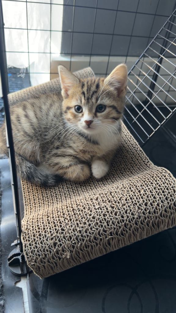 Snow bangal mixed tabby Kittens ready to be rehomed 