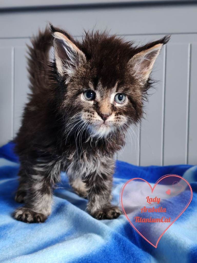 Amazing maine coons ❤️ 
