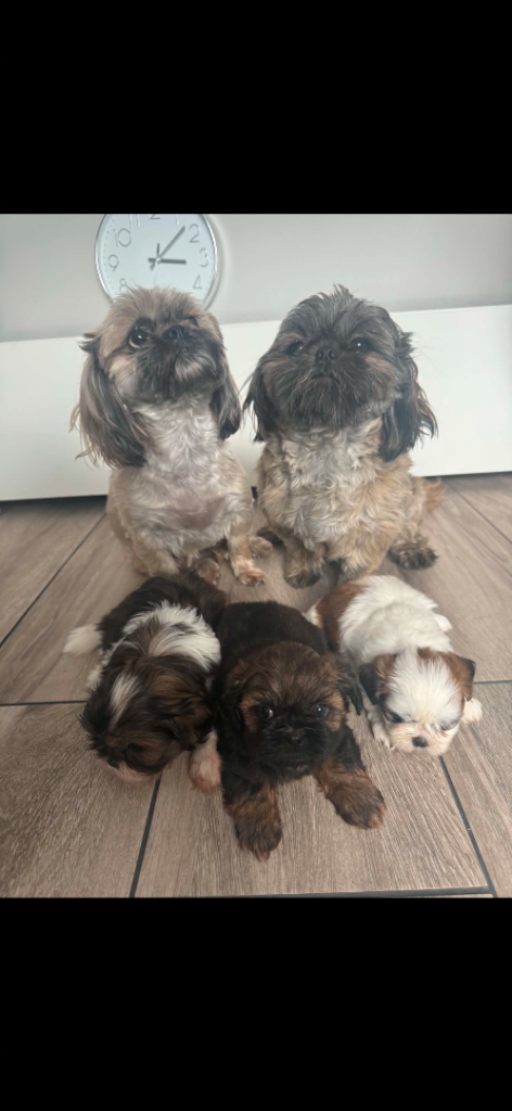 Shih Tzu puppies 