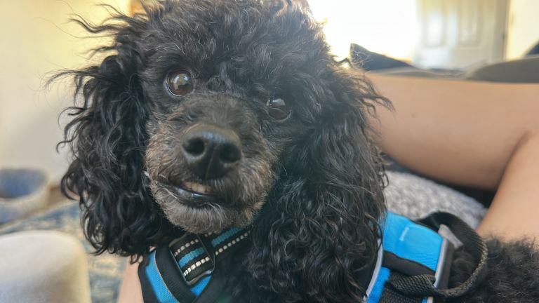Black friendly male 4 year old toy poodle 
