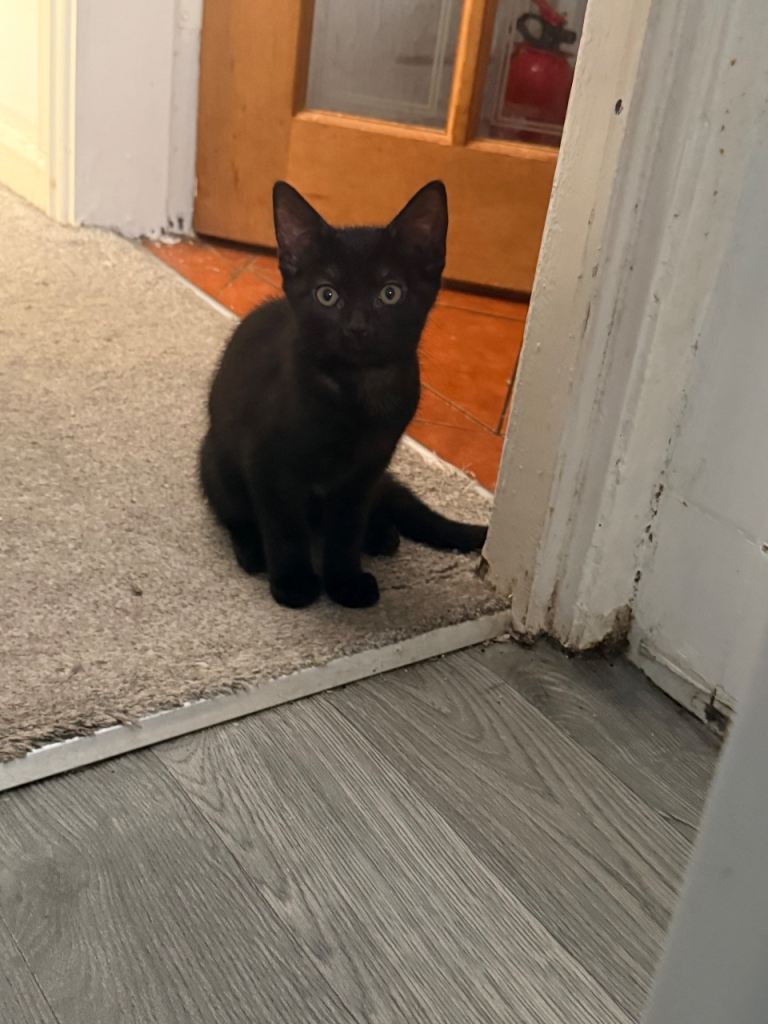 1 black girl Kittens available NOW