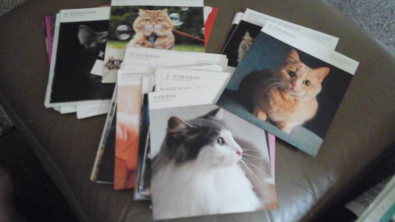 100+ cat pictures 
