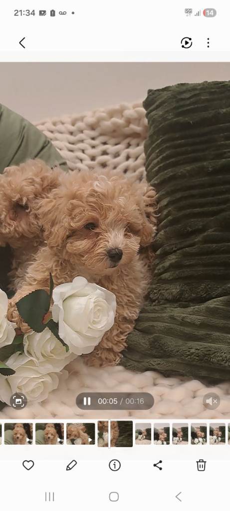 Vet Checked and vaccinated Cavapoo Puppies