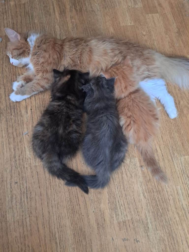 Mix maine coon and ragdoll 