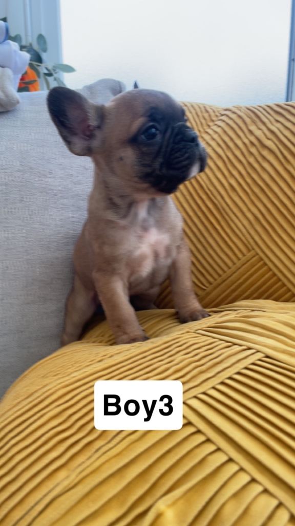 Ready now for there 4ever homes 