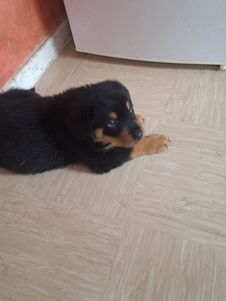 Rottweiler puppies 