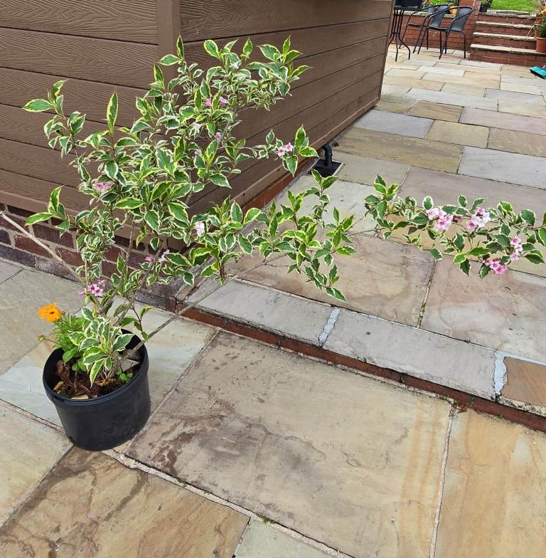 Flowering Bush 