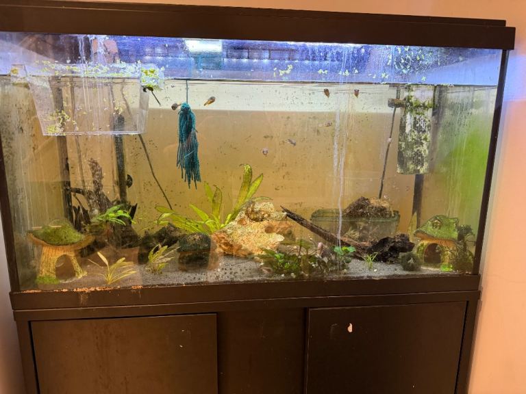 Full set up Fish tank and cabinet 