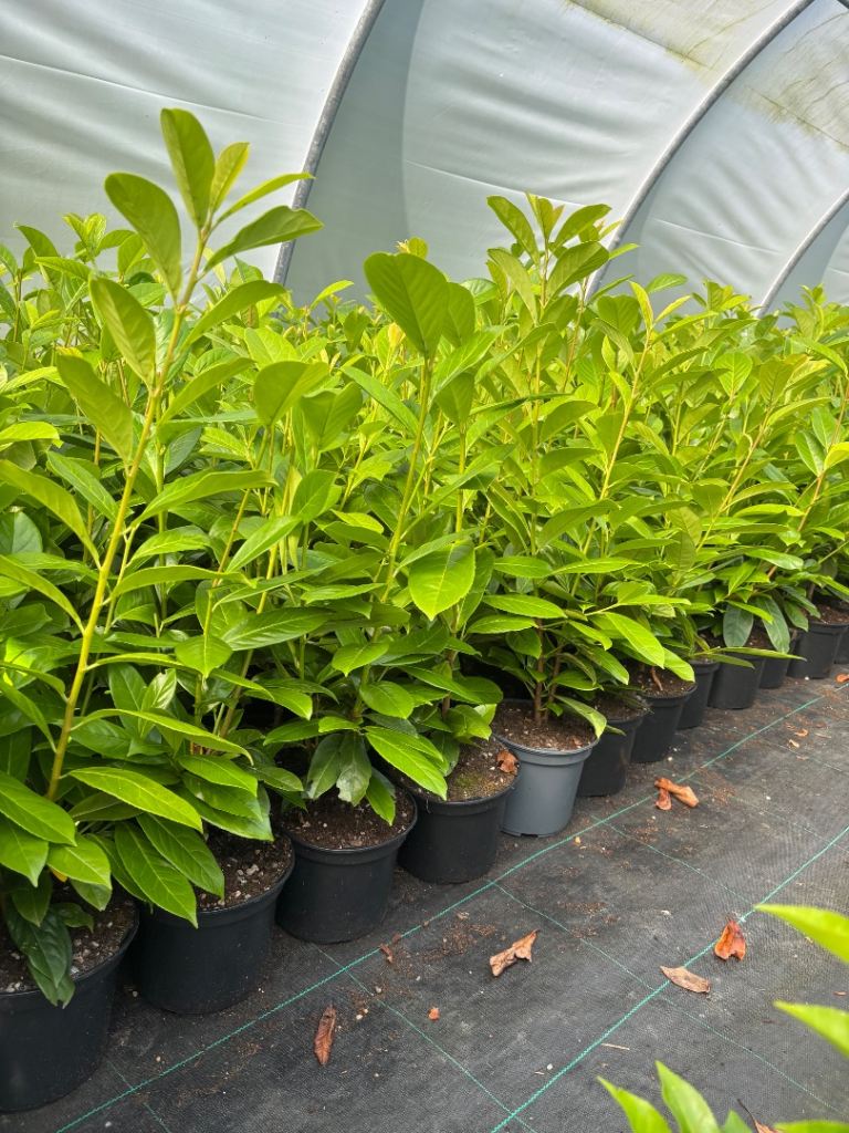 Laurel hedging Plants