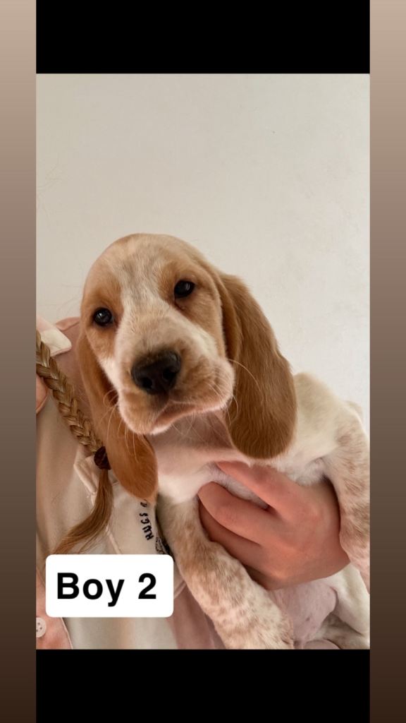 3 PUPPIES LEFT Beagle x puppies 