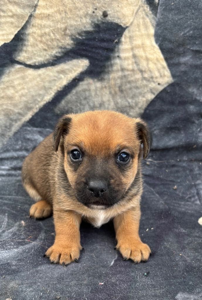 Rough coated Jack Russel puppy’s 