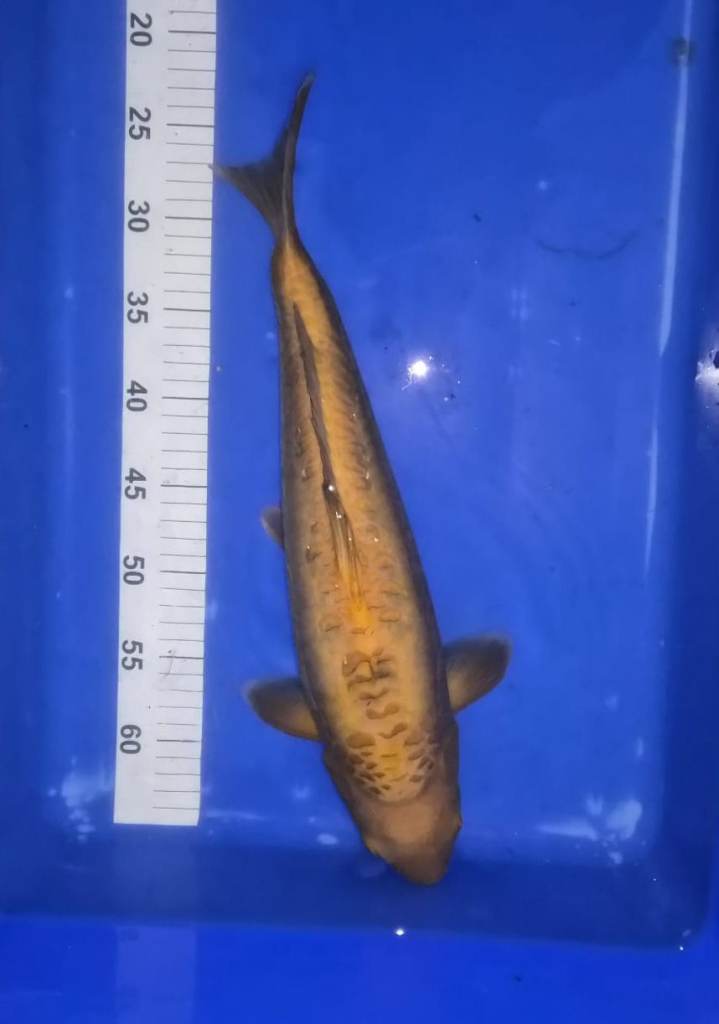 Koi carp