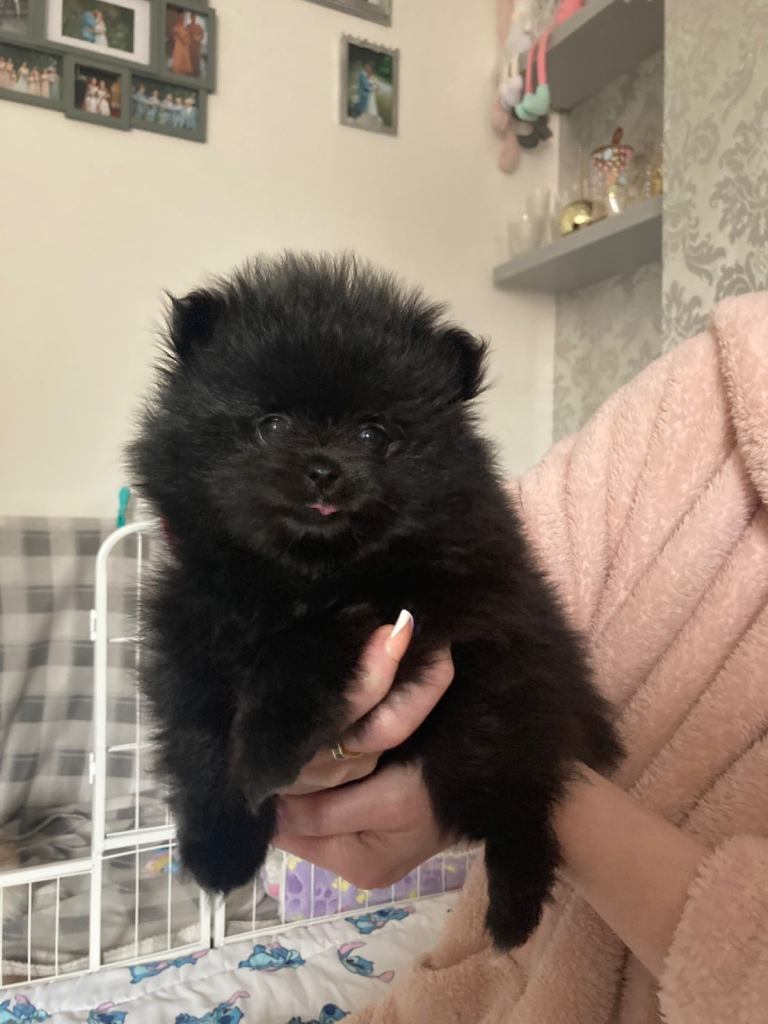 Cuddly Mini Teddy Bear Pomeranian 