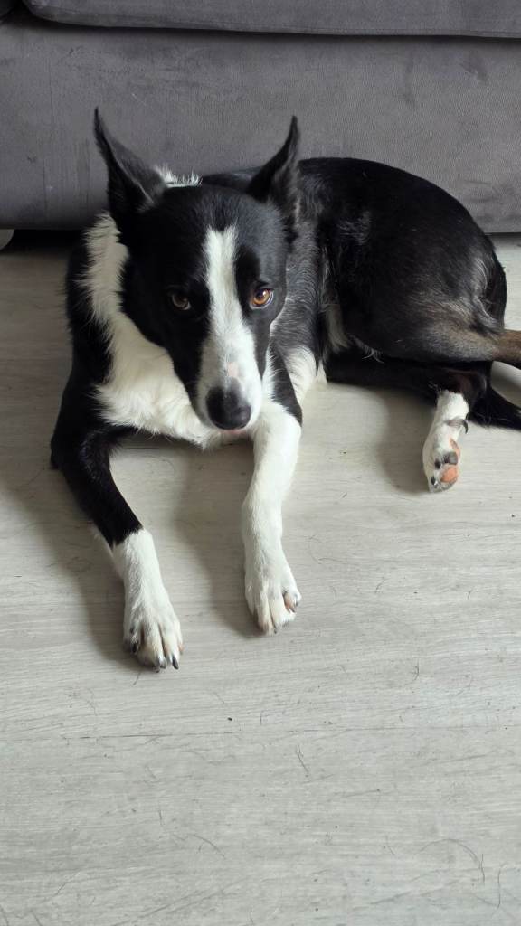 Border collie 