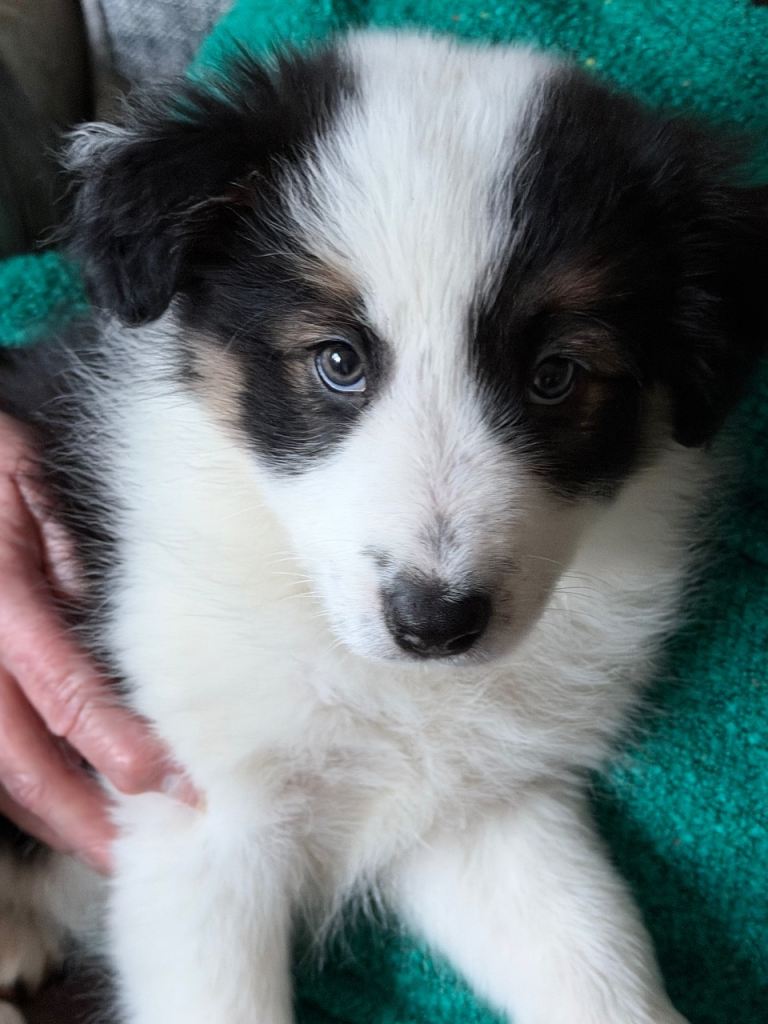 Female collie pup 