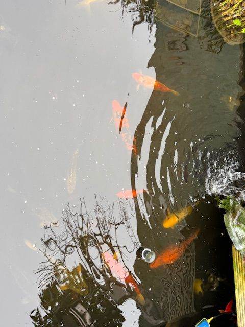 Koi Carp